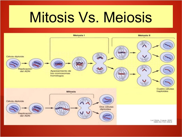 en que se diferencia la mitosis de la meiosis