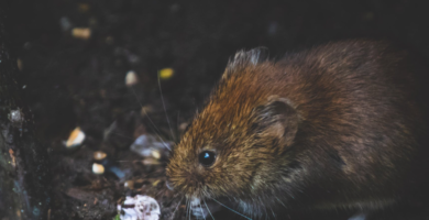 ¿Cuál es la Diferencia entre Rata y Ratón? Te lo explicamos todo