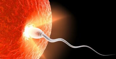¿Diferencia entre Espermatogénesis y Ovogénesis? Te lo explicamos todo