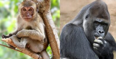 ¿Cuál es la Diferencia entre Mono y Simio?