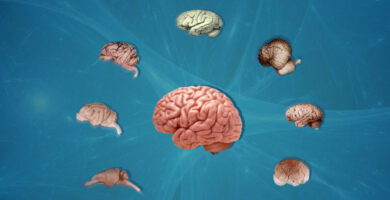 Cerebro Humano y Cerebro Animal Con diferencias
