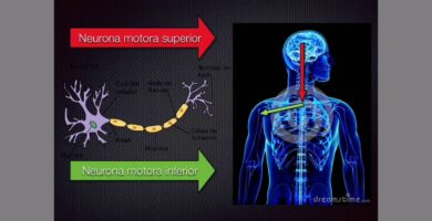Neuronas Motoras Superiores e Inferiores