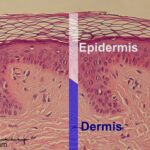Epidermis y Dermis explicado y diferencias