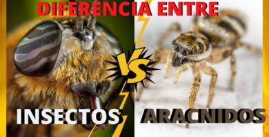 Insectos y Arácnidos
